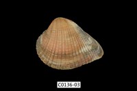 藏品(歪簾蛤 )的圖片